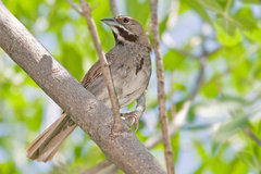 Five-striped Sparrow Five-striped Sparrow